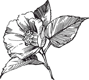 手绘花卉图案