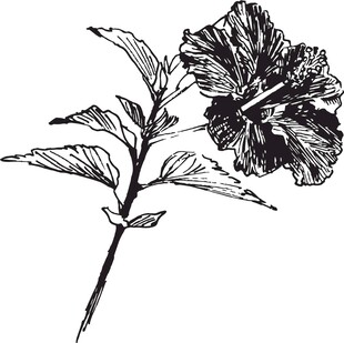手绘扶桑花枝