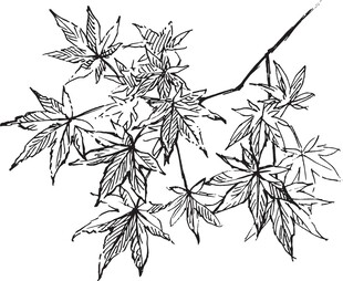 手绘枫叶枝桠线条图