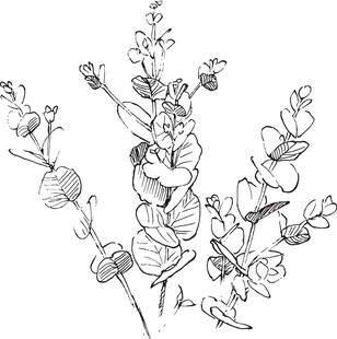 手绘花卉植物线条图