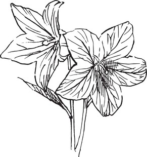 手绘花卉线条图