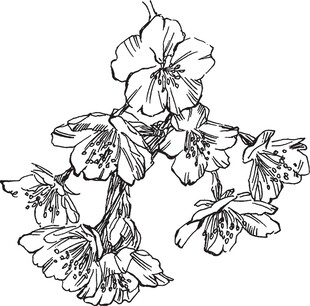 手绘花卉线条图