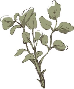 手绘绿色枝叶植物插画