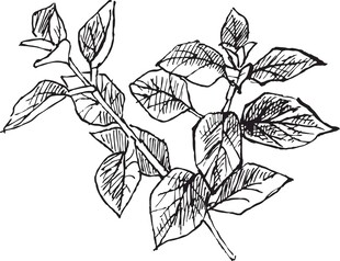 手绘植物枝叶图