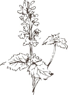 手绘植物花卉线条图
