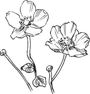 手绘花卉黑白线稿图