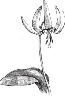手绘贝母花