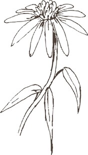 手绘雏菊线条图