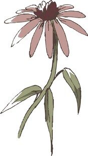 手绘紫锥菊花卉图