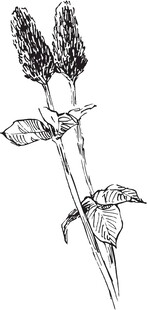 手绘两株植物花卉图案