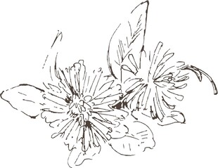 手绘花卉线条图