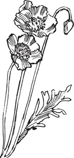 手绘花卉线条图