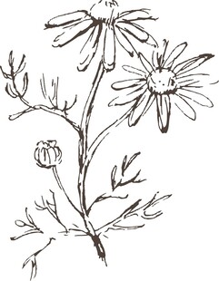 手绘雏菊植物线条图