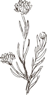 手绘单枝花卉植物线条图