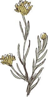 手绘黄色花朵植物枝条