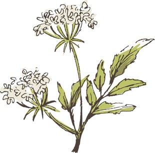 手绘白花草植物插画