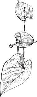 手绘叶片植物线条图