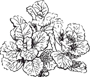 手绘蔬菜植物图案