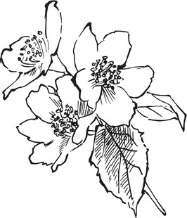 手绘花卉线条图