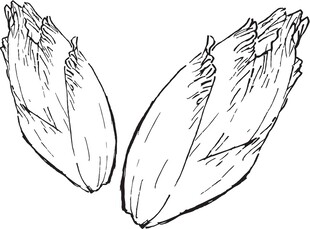 手绘生菜线条图