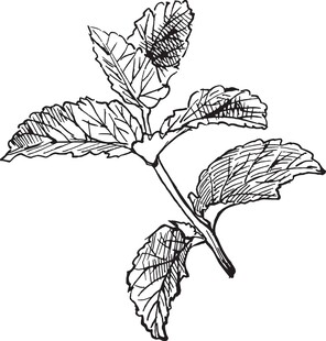 手绘薄荷叶枝
