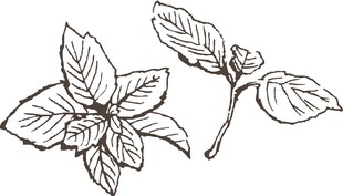 手绘罗勒叶图案