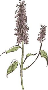 复古风鼠尾草植物插画