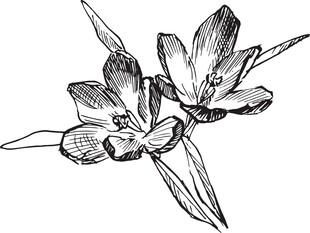 手绘花卉线条图