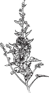 手绘花卉植物线条图