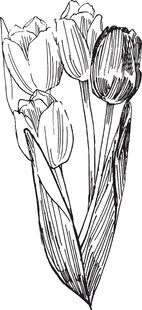 手绘郁金香花卉图案