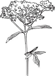 手绘植物花卉图