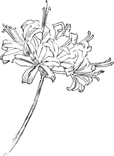 手绘花卉线条图