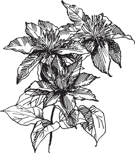 手绘一品红植物线条图