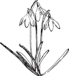 手绘雪花莲花卉线条图