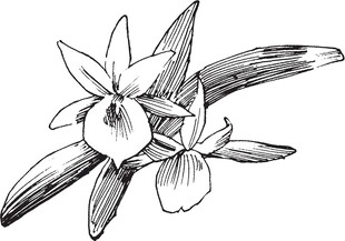 手绘兰花花卉线条图