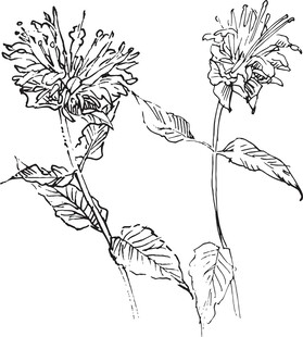 手绘花卉植物线条图