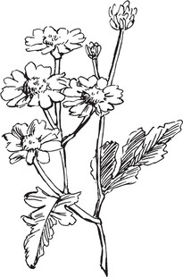 手绘花卉植物线条图