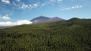 青山绿树间的巍峨山峰