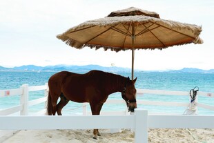 海滩上撑伞的棕色骏马