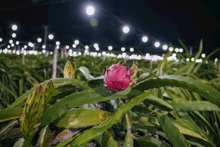 夜间火龙果种植园中的花朵