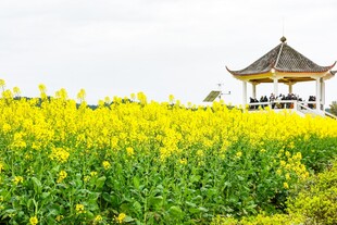 春日油菜花田中的古亭