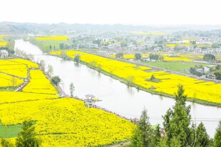 春日河畔油菜花田美景