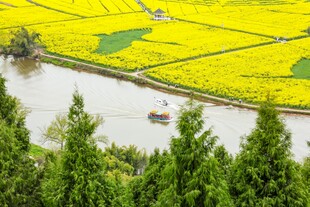 河畔油菜田的春日美景