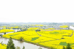 春日金黄油菜田风光