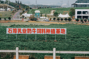 石埠乳业奶牛科普基地