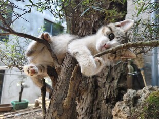 猫咪惬意躺卧在树干上
