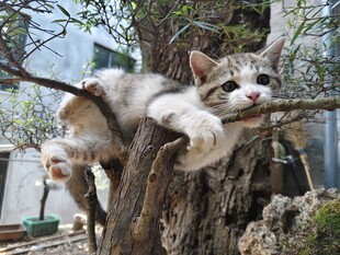 猫咪惬意趴于树枝间
