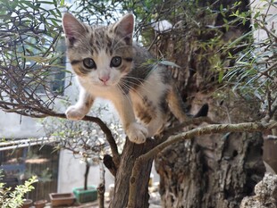 小猫攀爬在树枝上