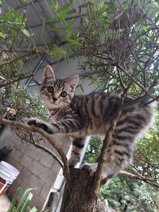 小猫攀爬树干展灵动身姿