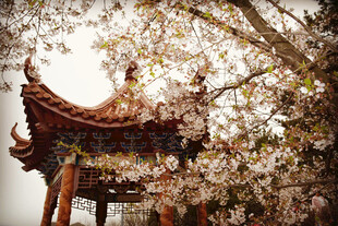古亭繁花景